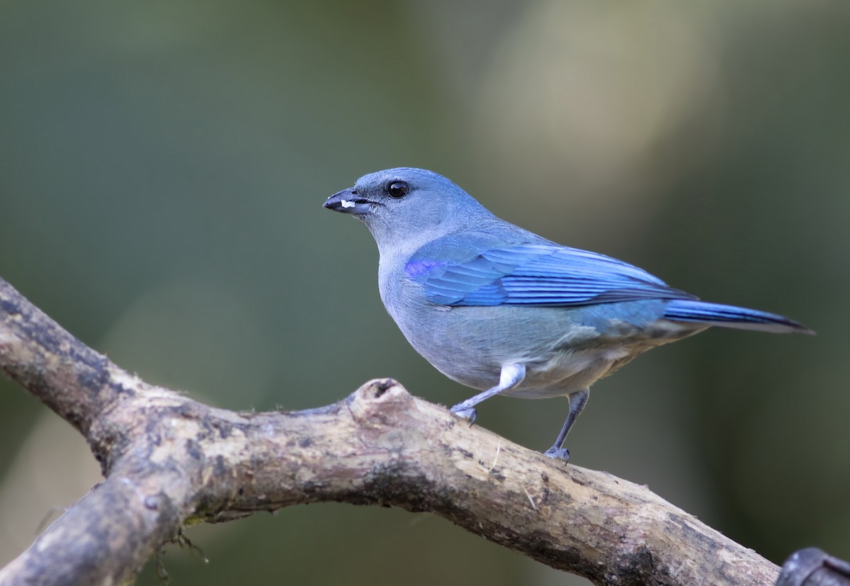 Azure-shouldered Tanager - Caio Brito