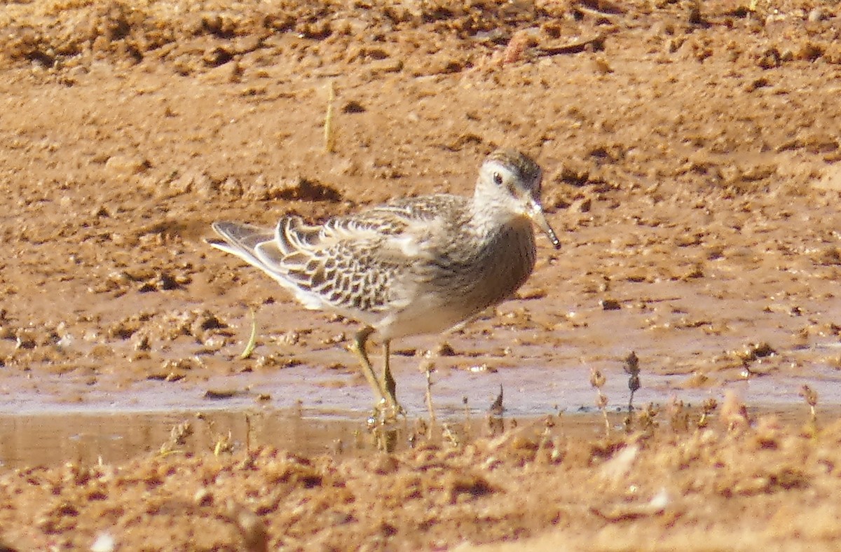 Pectoral Sandpiper - Rose Ferrell