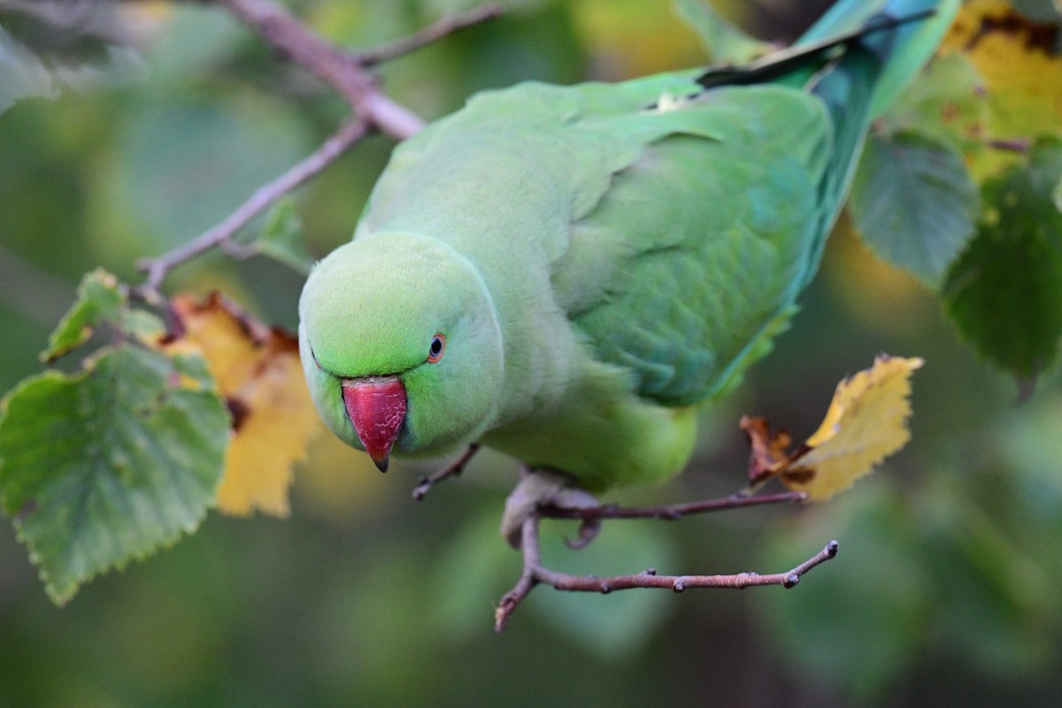 Rose-ringed Parakeet - Ben  Lucking