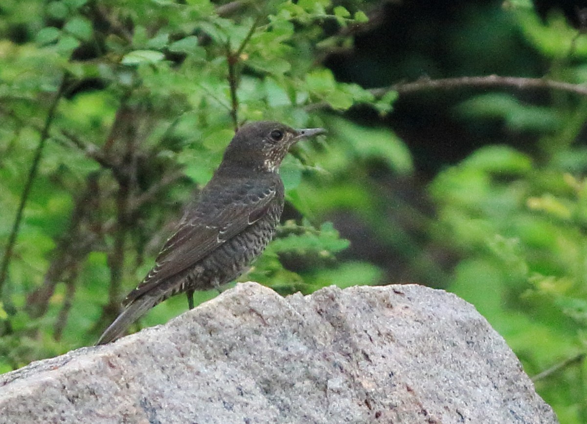 Blue Rock-Thrush - ML273920841