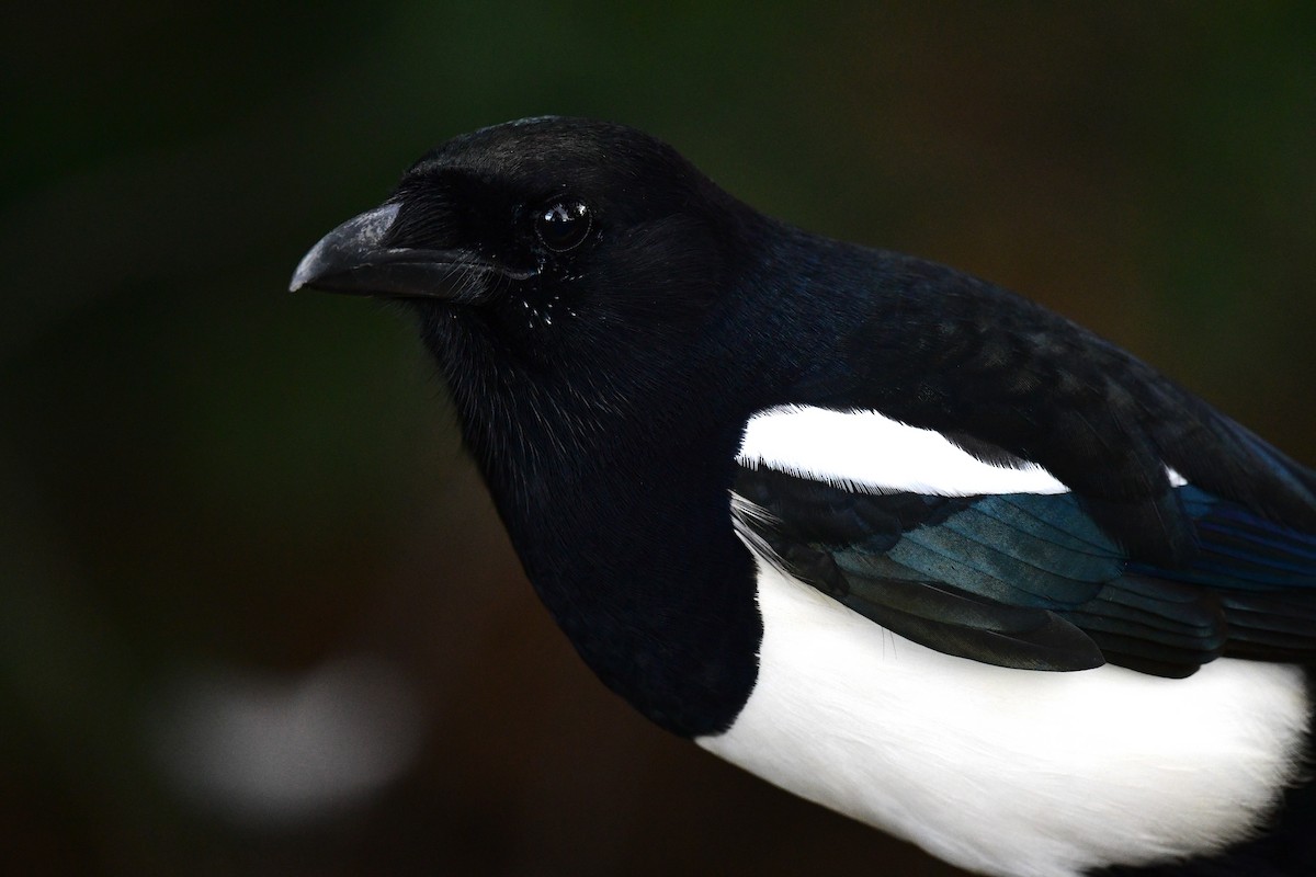 Eurasian Magpie - ML273920881