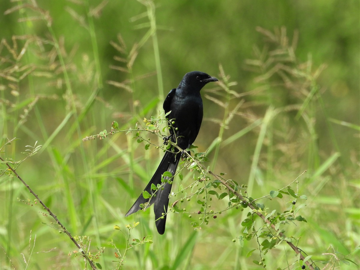 Black Drongo - ML273921821