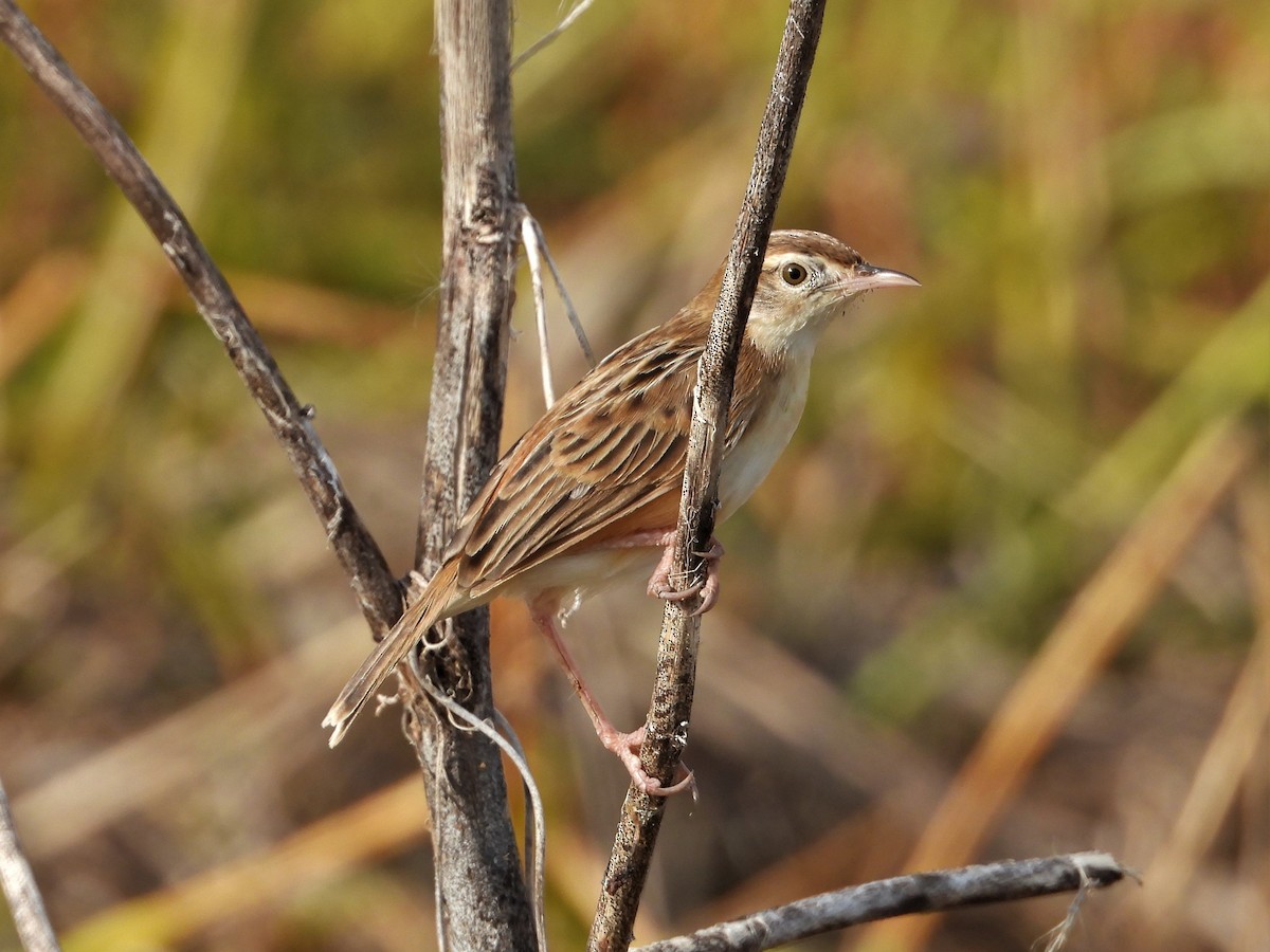 Zitting Cisticola - Ben Weil