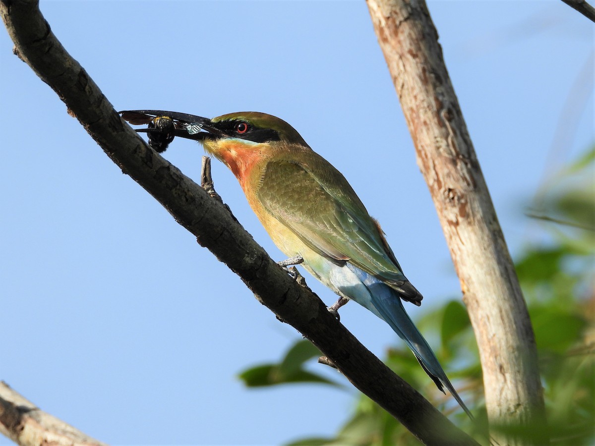 Blue-tailed Bee-eater - Ben Weil