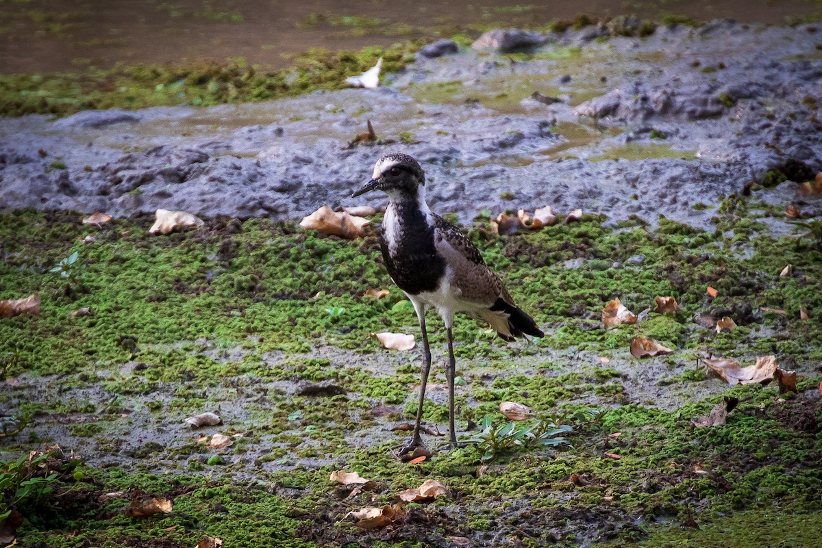 Blacksmith Lapwing - ML273922771