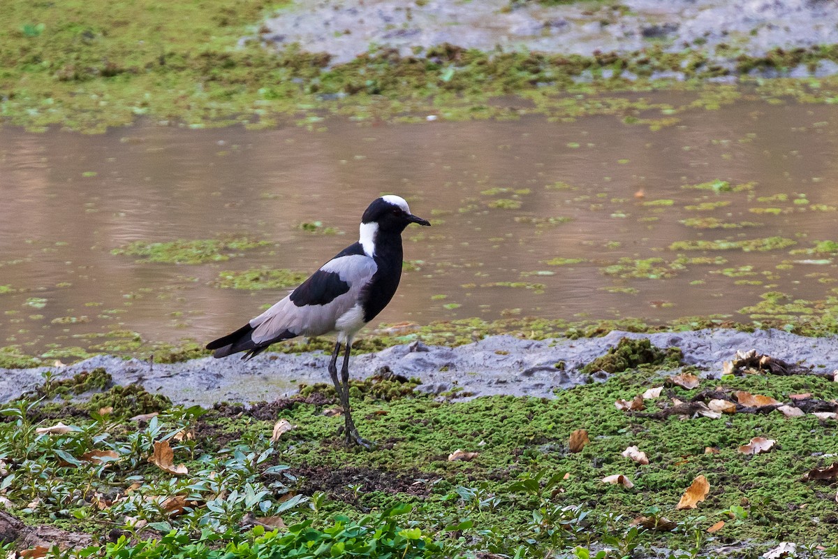 Blacksmith Lapwing - ML273922781