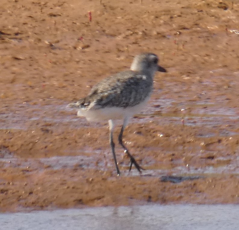 Black-bellied Plover - Rose Ferrell