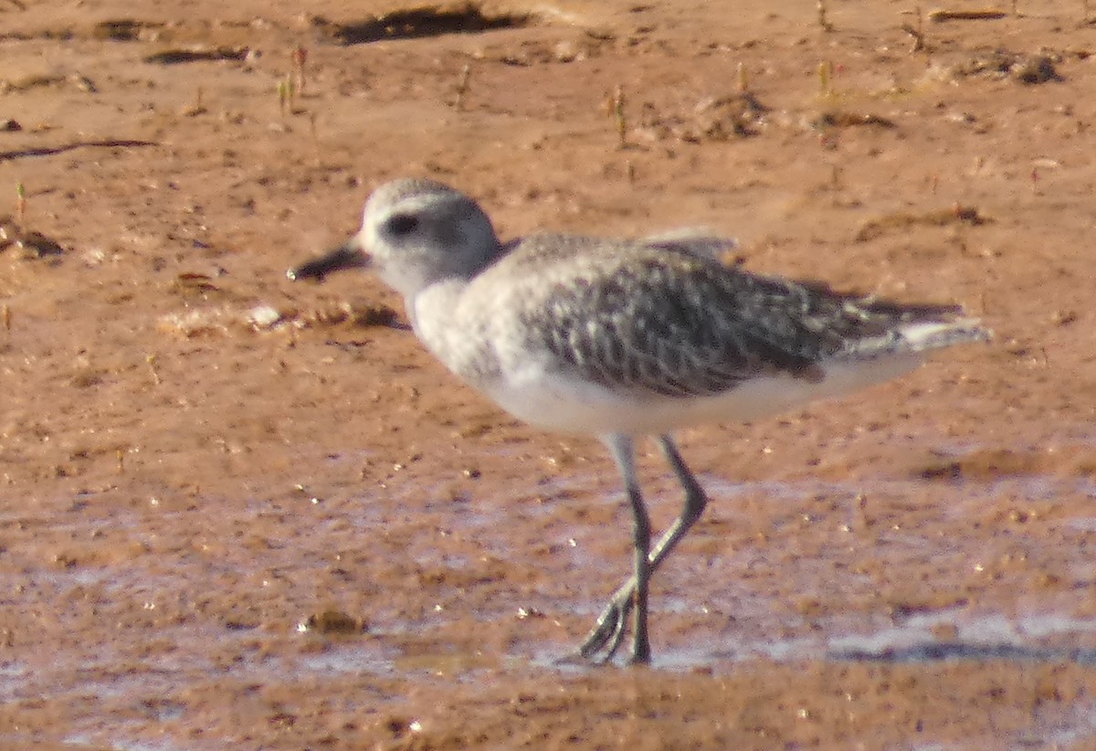 Black-bellied Plover - Rose Ferrell