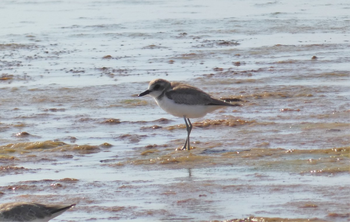 Greater Sand-Plover - Rose Ferrell