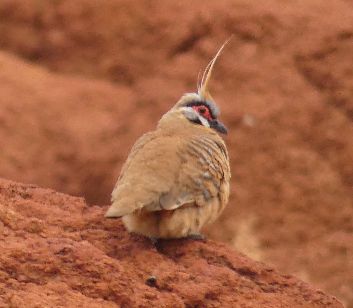 Spinifex Pigeon - Rose Ferrell