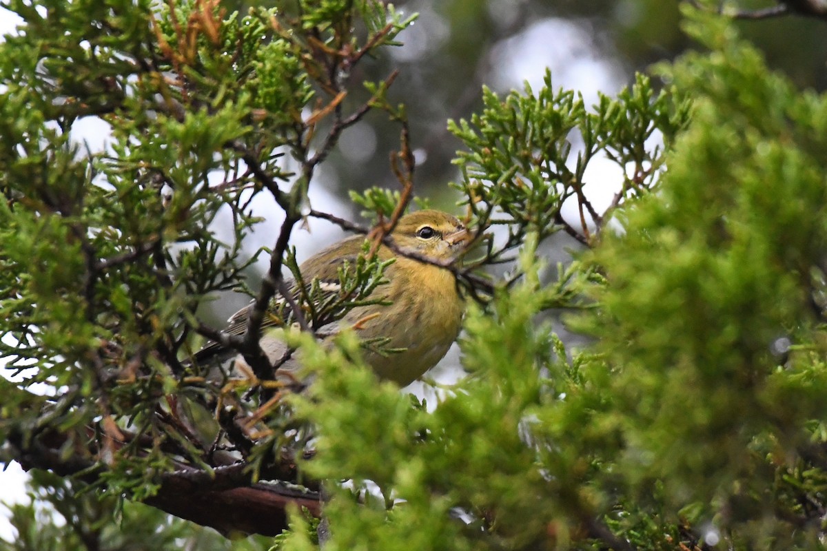 Blackpoll Warbler - Paul Nale