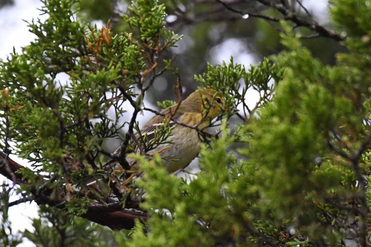 Blackpoll Warbler - Paul Nale