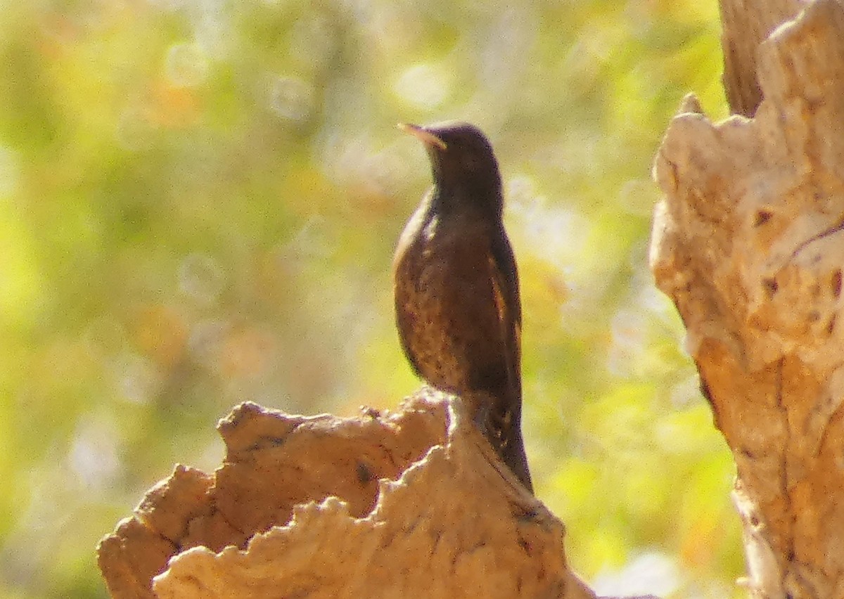 Black-tailed Treecreeper - ML273923871