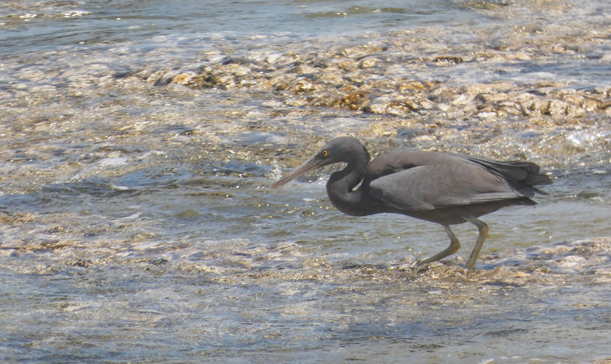 Pacific Reef-Heron - ML273924591