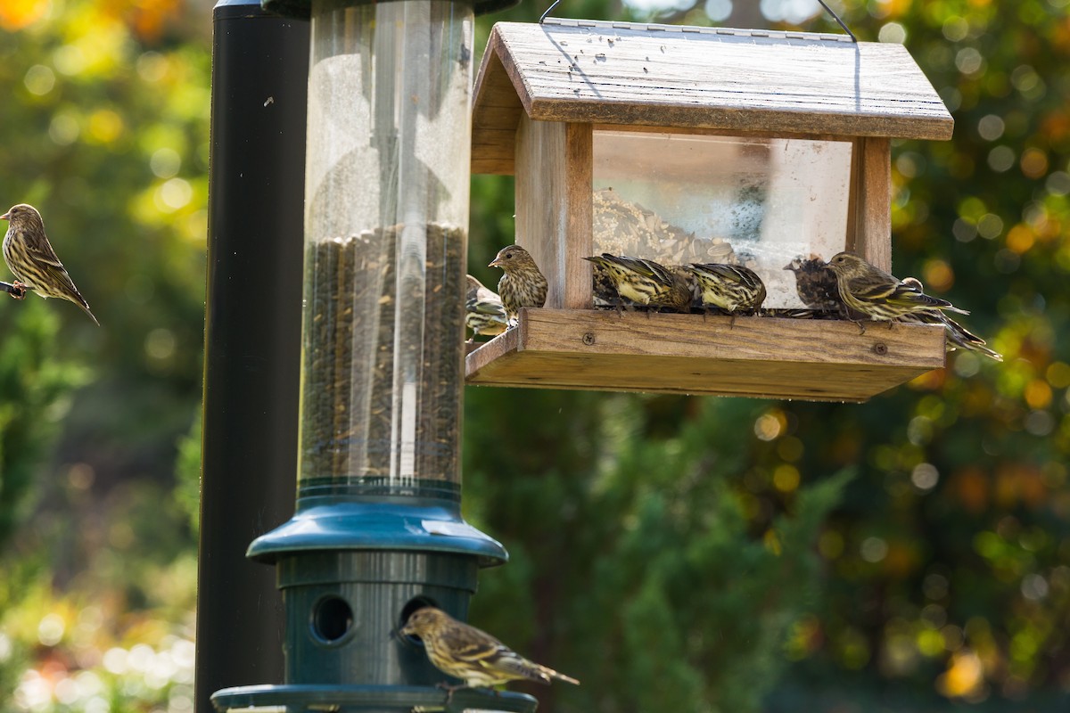 Pine Siskin - ML273924721