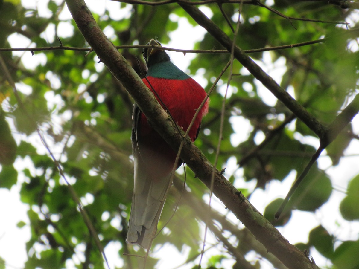 Narina Trogon - Brad Arthur