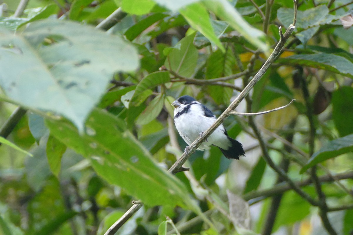Variable Seedeater - ML273927001