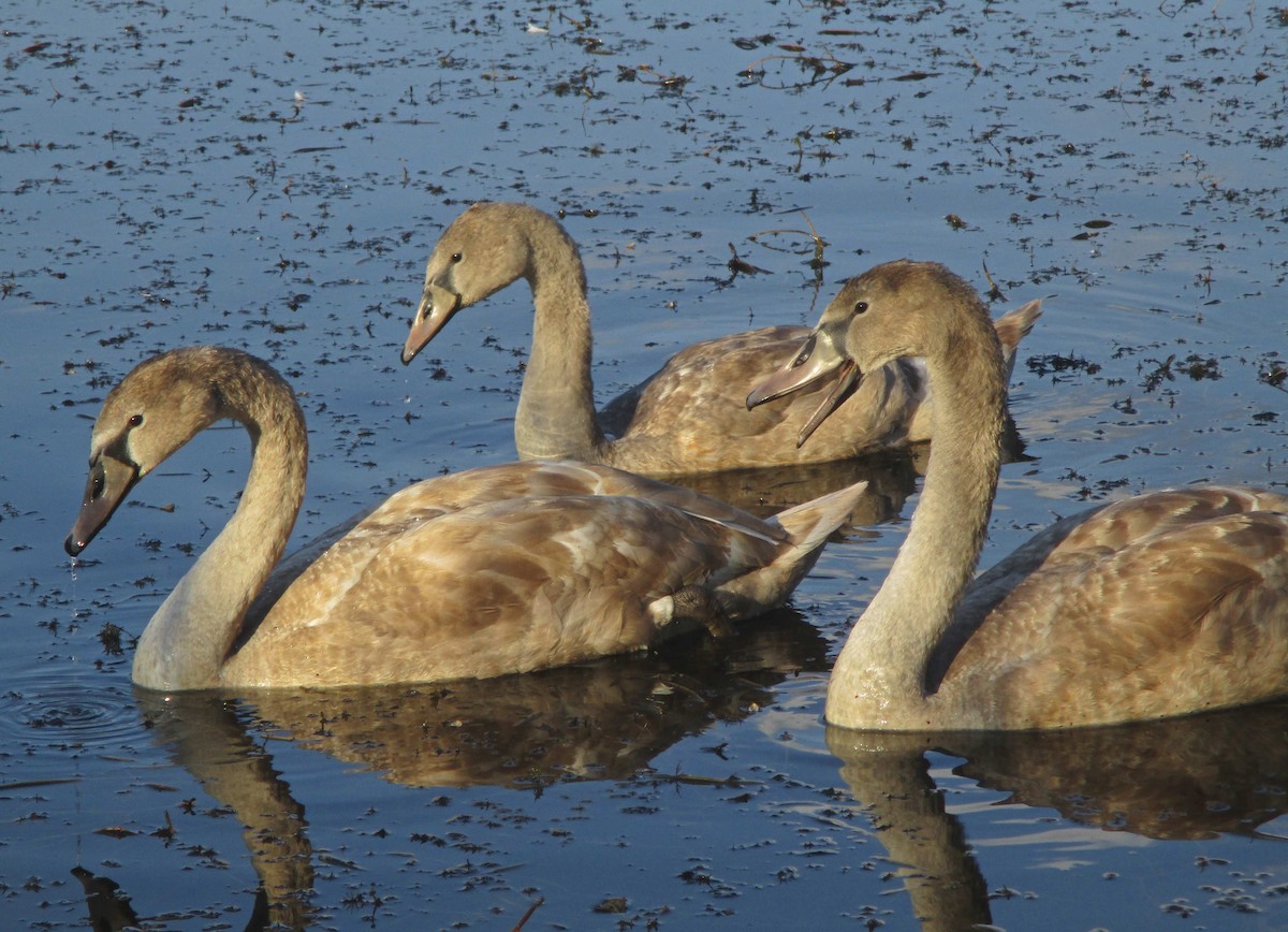 Хуруут хун - ML273929411