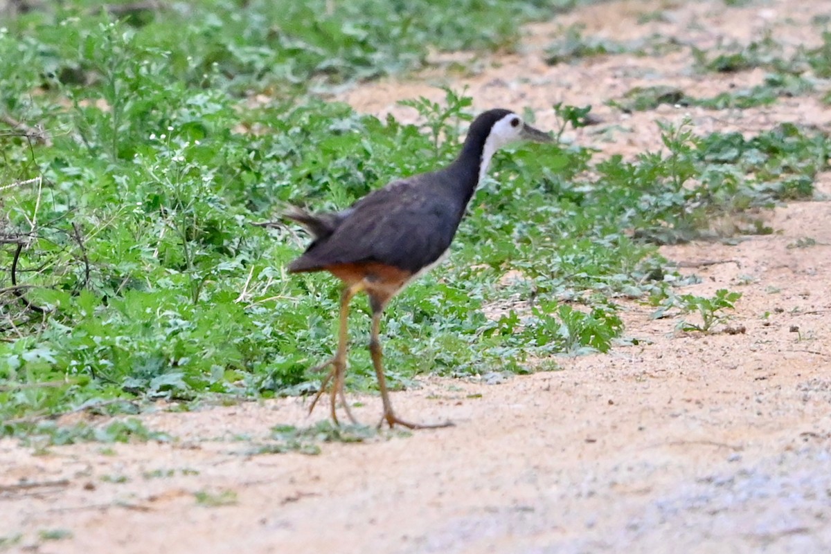 White-breasted Waterhen - ML273931721