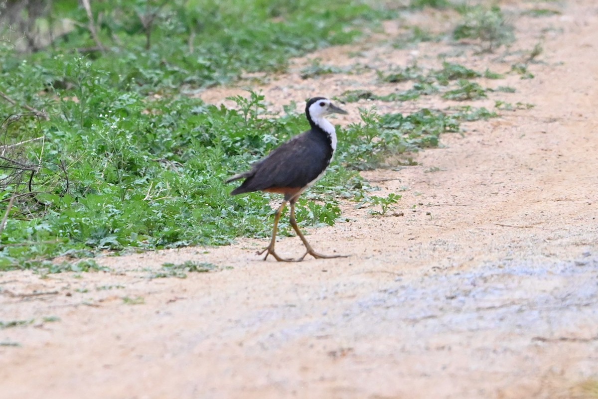 White-breasted Waterhen - ML273931731