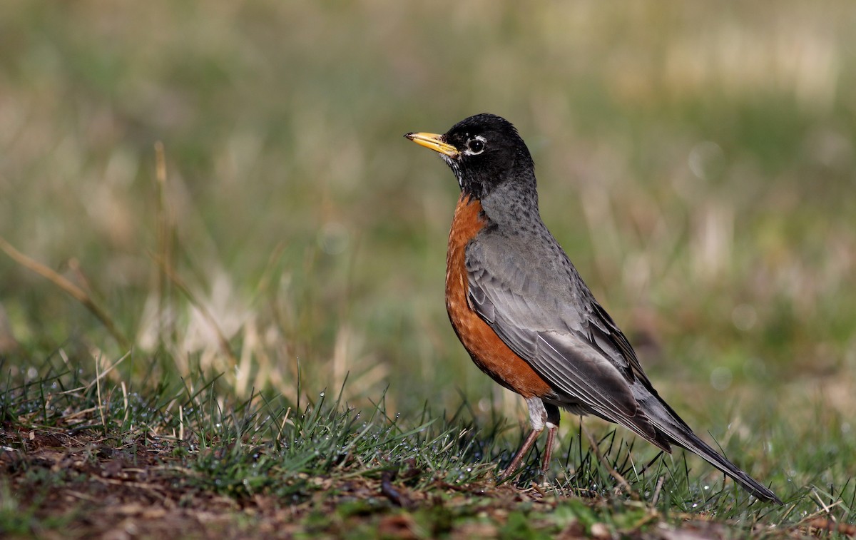 American Robin - ML27393191