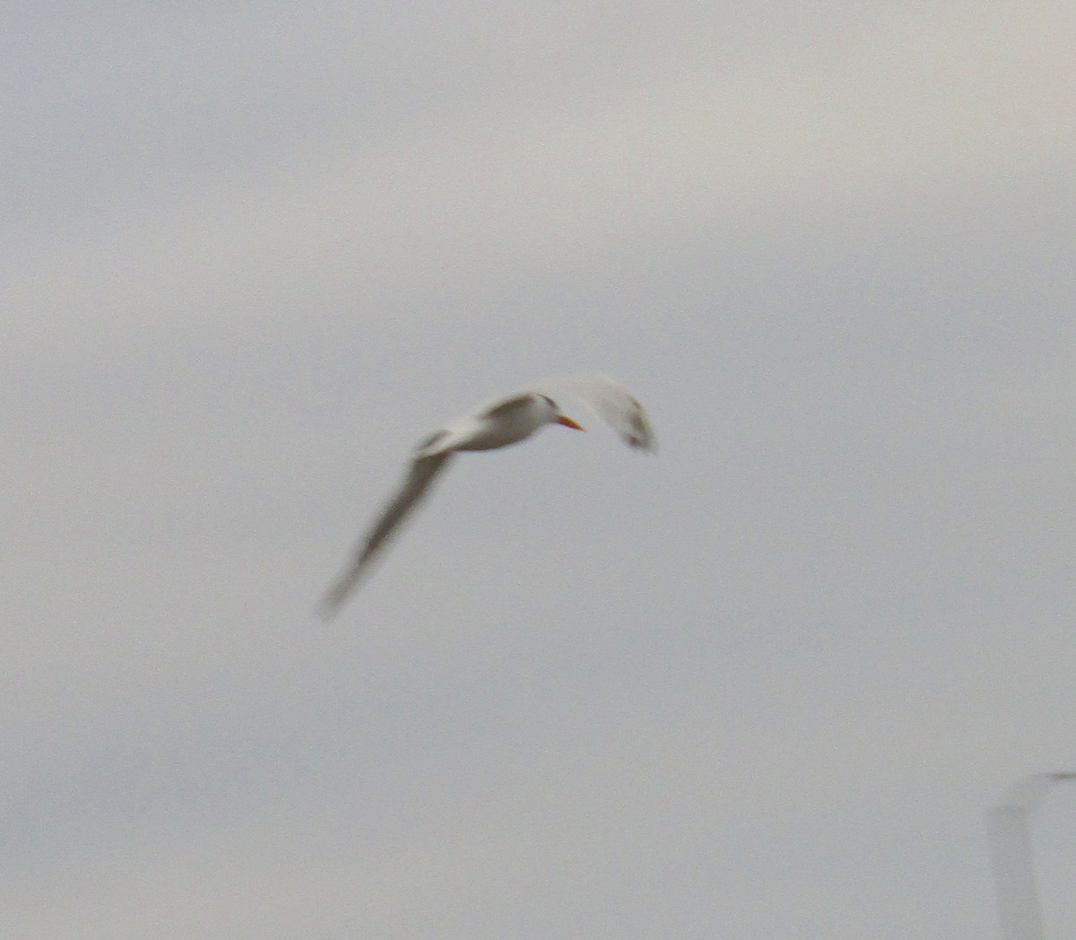 Royal Tern - ML273932241