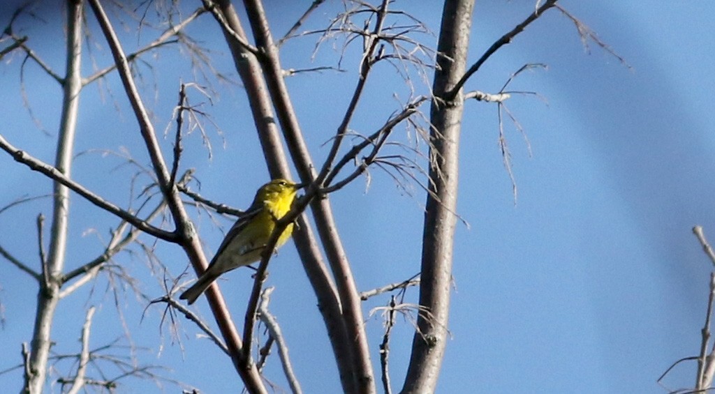 Pine Warbler - ML27393241