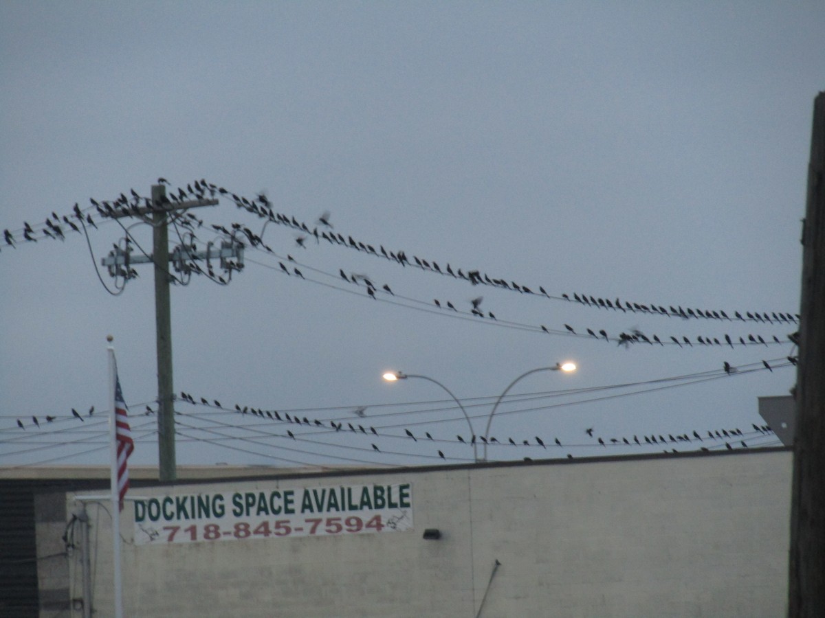 Boat-tailed Grackle - ML273932461