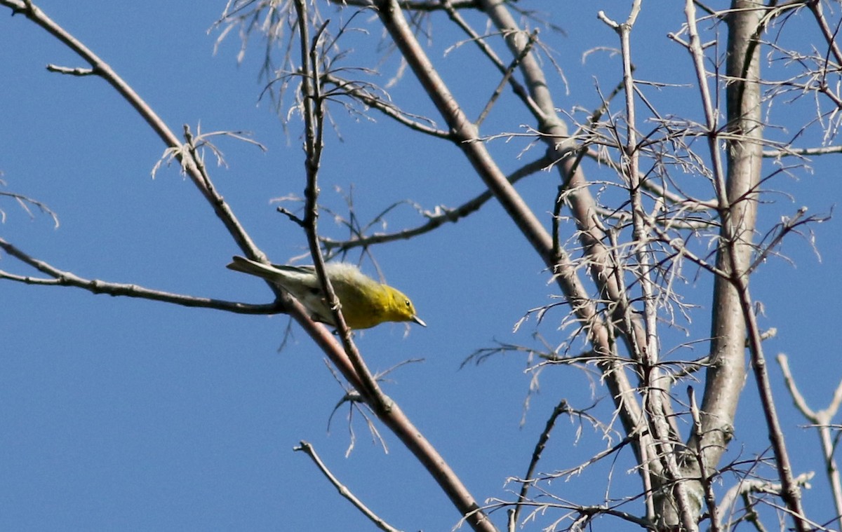 Pine Warbler - ML27393251