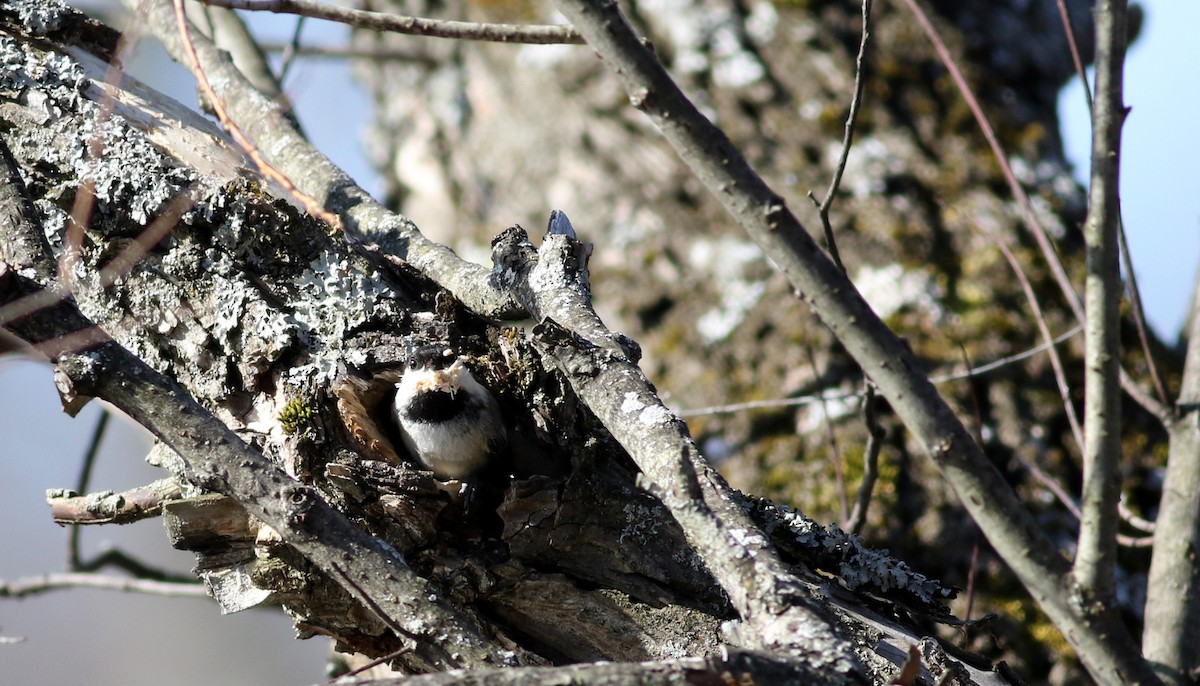 Black-capped Chickadee - ML27393271