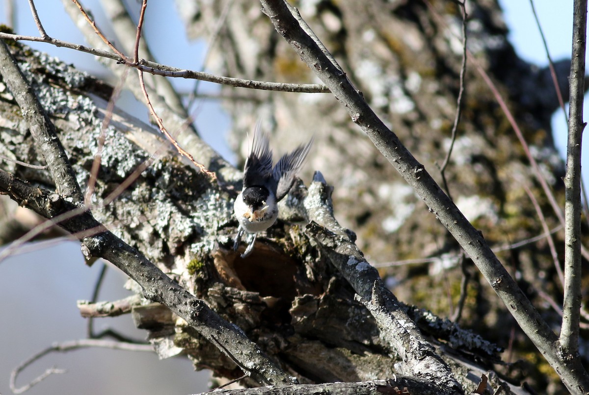 Black-capped Chickadee - ML27393281