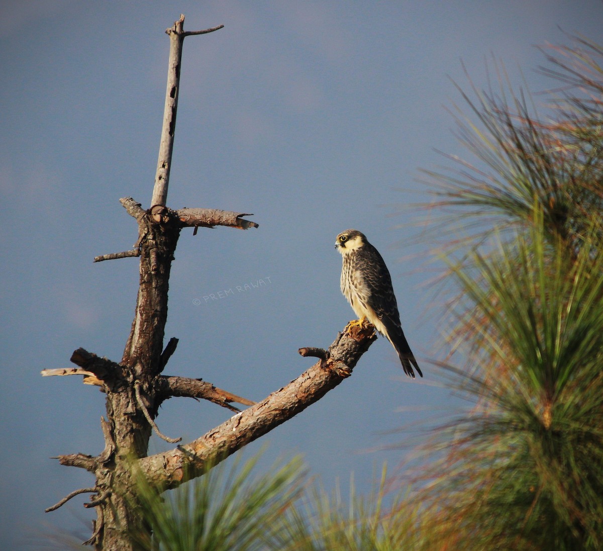 Eurasian Hobby - ML273933971