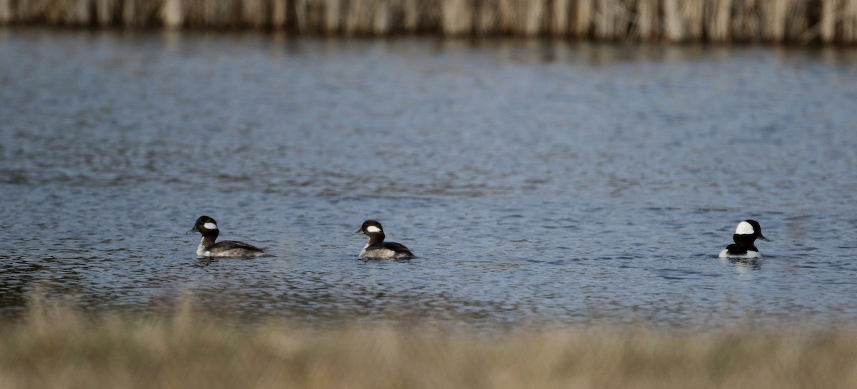 Bufflehead - Jay McGowan