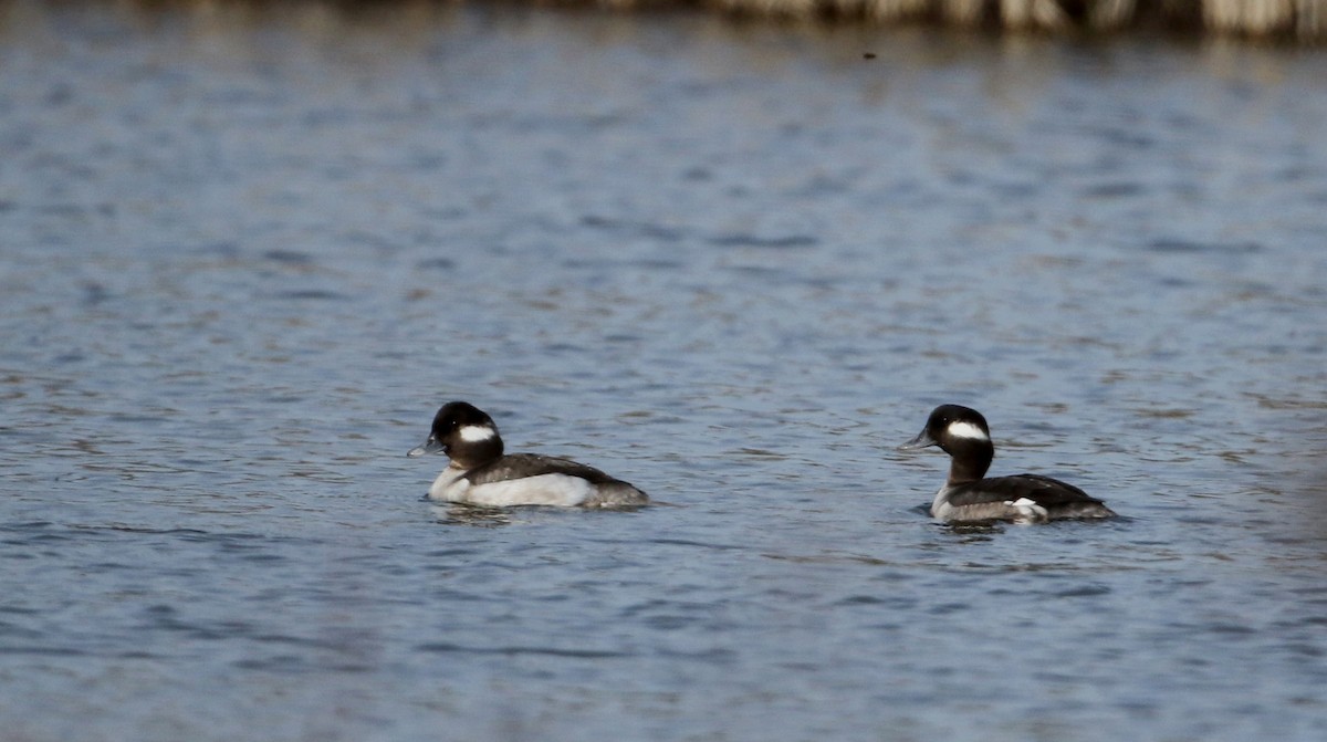 Bufflehead - ML27393431