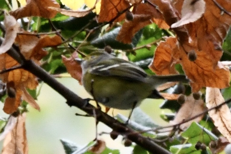 White-eyed Vireo - ML273934511