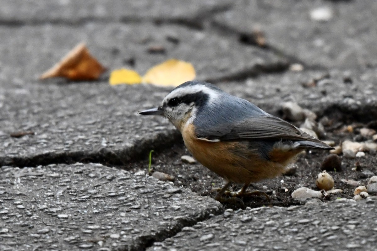 Red-breasted Nuthatch - ML273934581