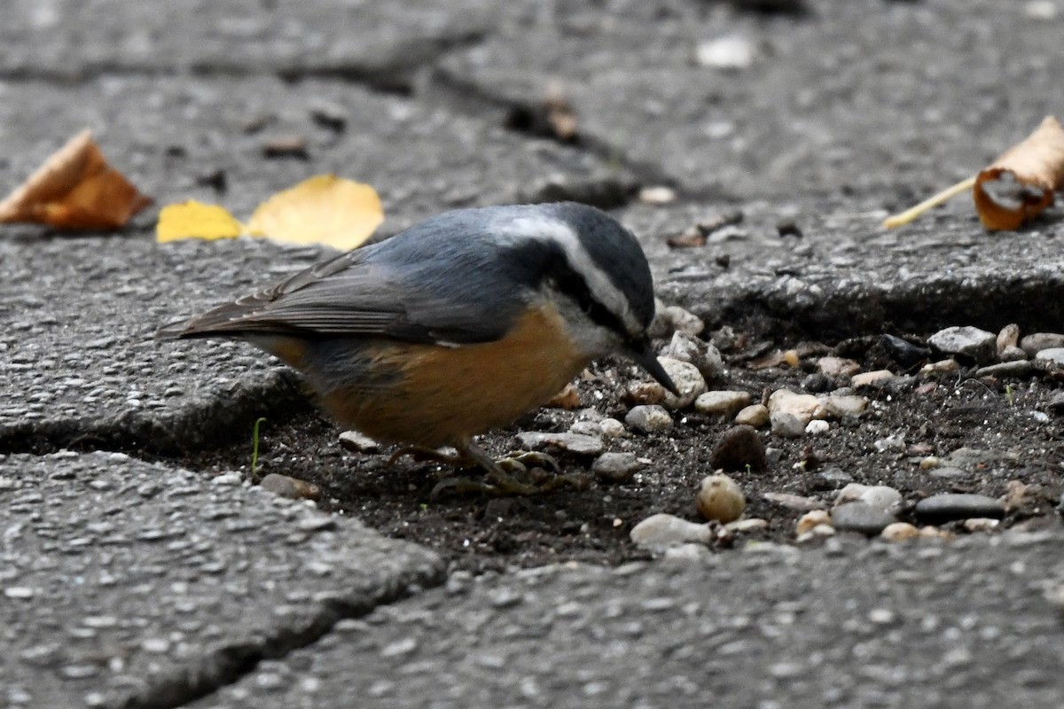 Red-breasted Nuthatch - ML273934591
