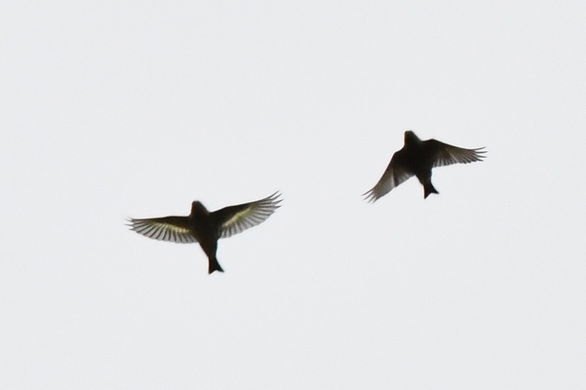 Pine Siskin - ML273934671