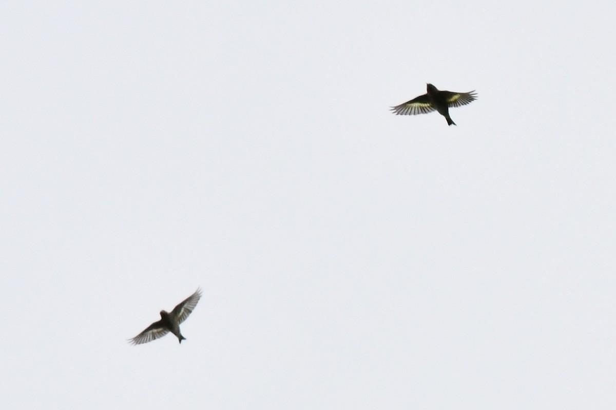 Pine Siskin - ML273934681