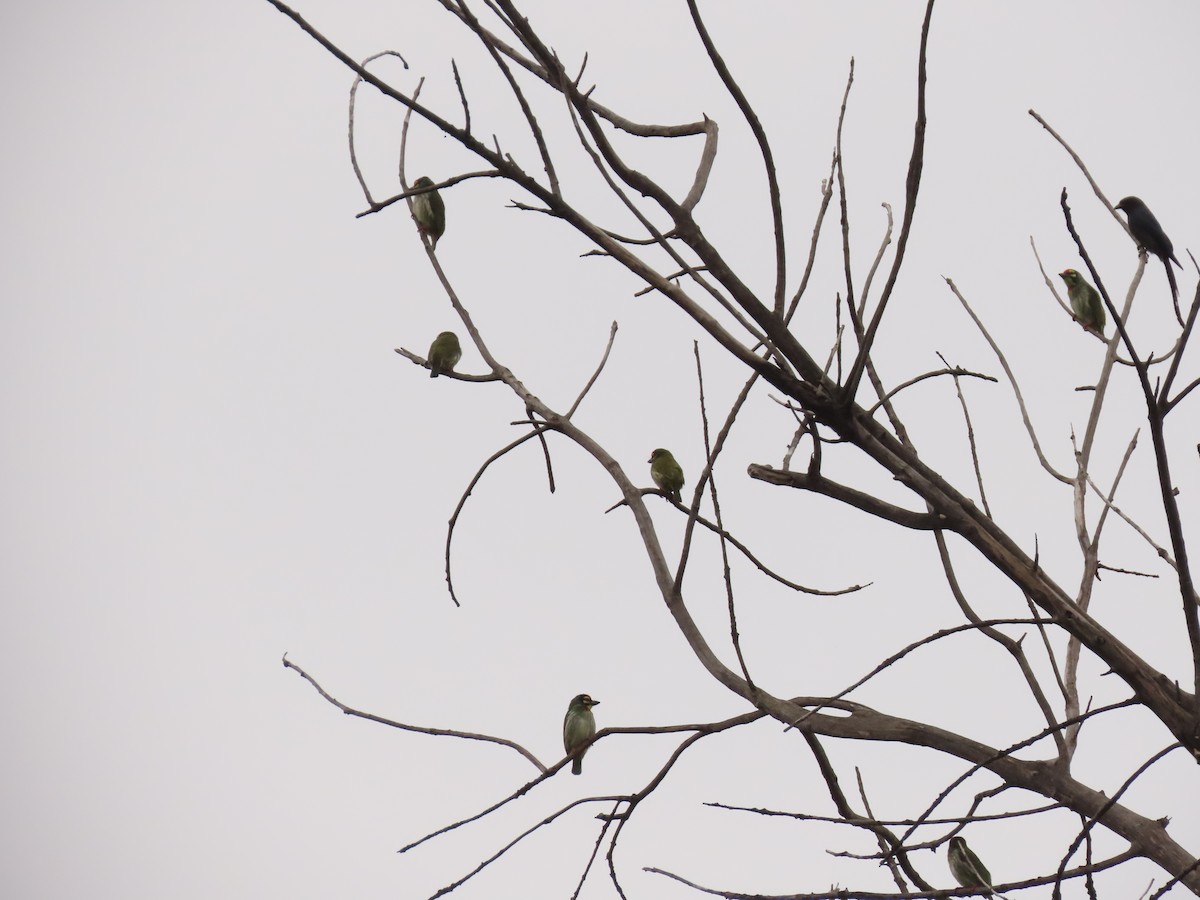 Coppersmith Barbet - ML273935491