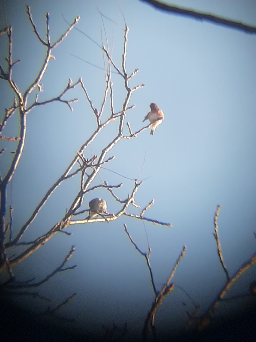 Purple Finch - ML273936691