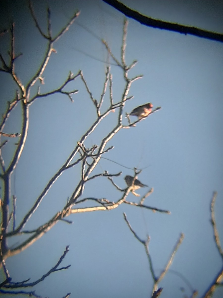 Purple Finch - Hazem Alkhan