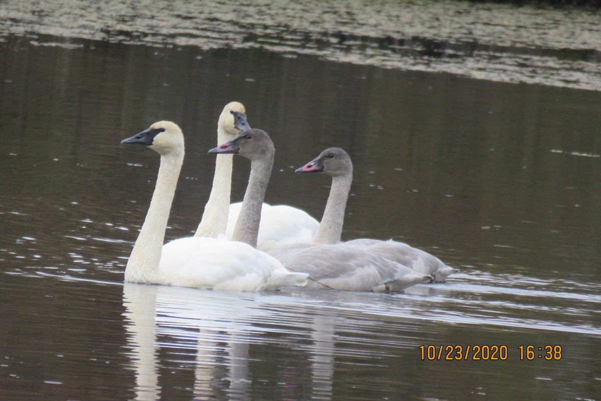 Trumpeter Swan - ML273938801