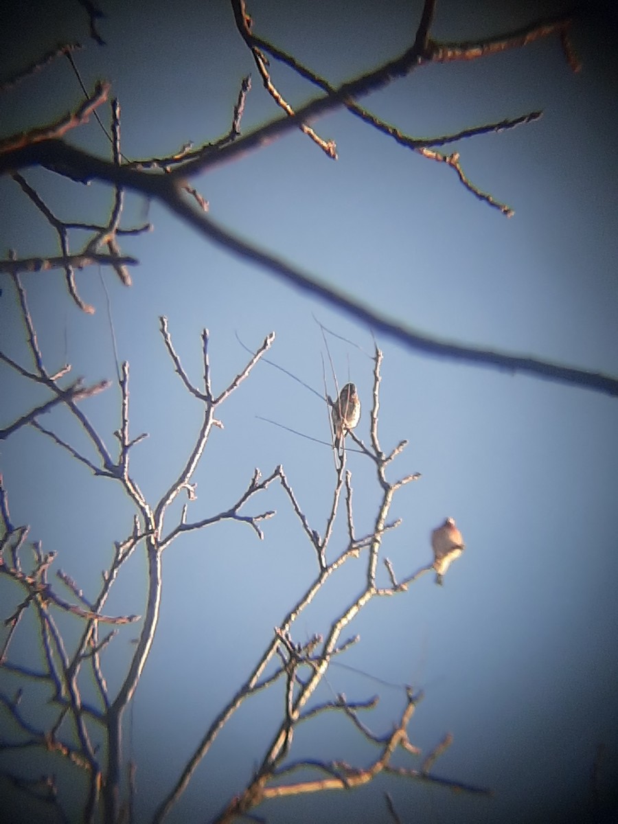 Purple Finch - Hazem Alkhan