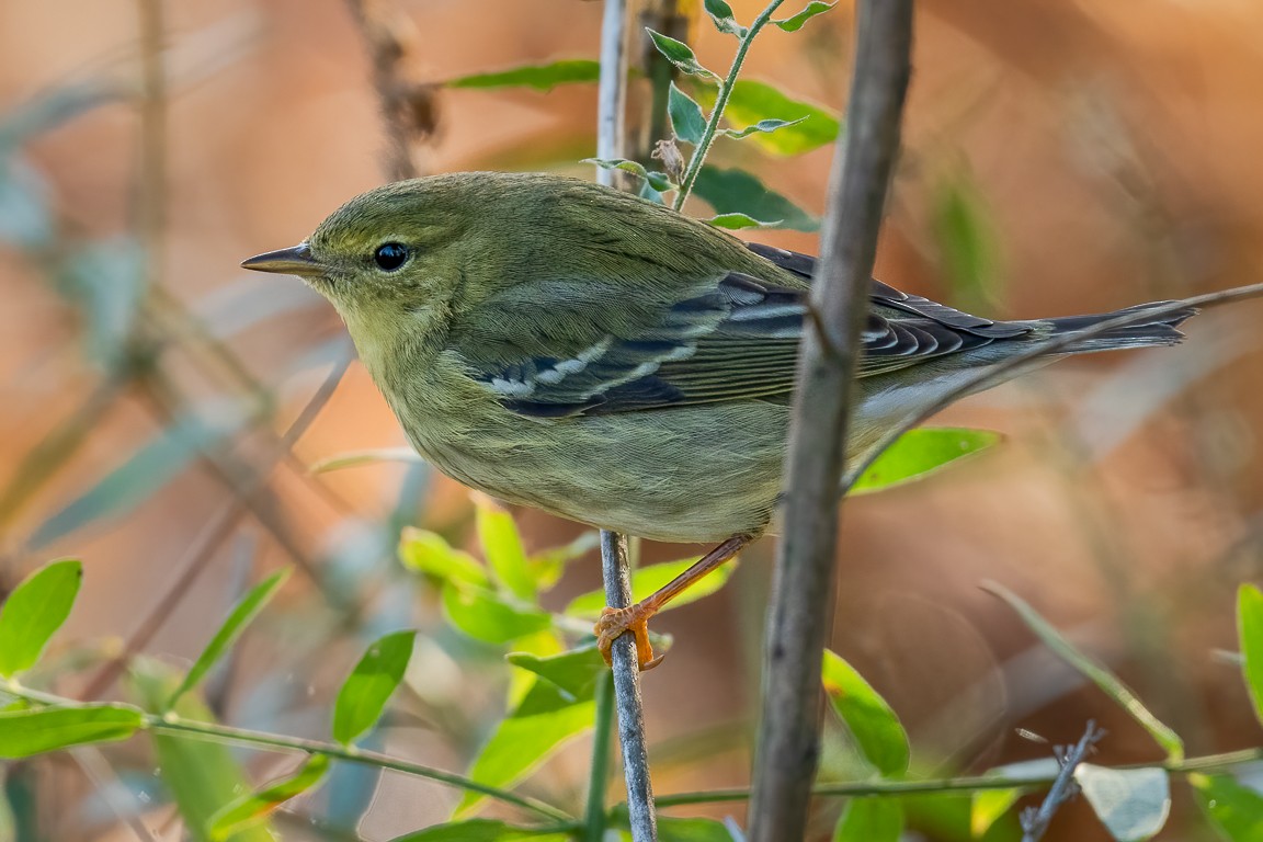 Paruline rayée - ML273939741