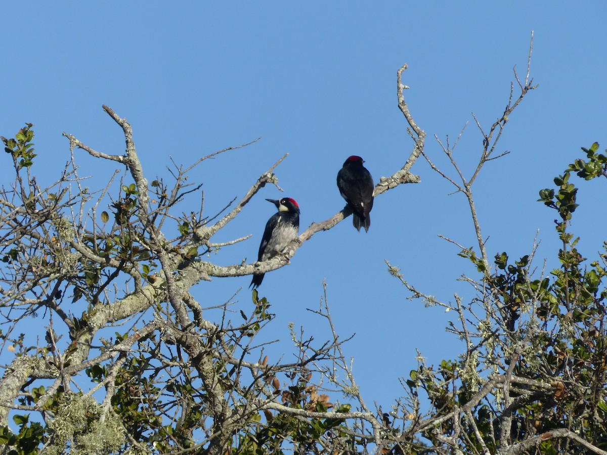 Acorn Woodpecker - haydn patterson