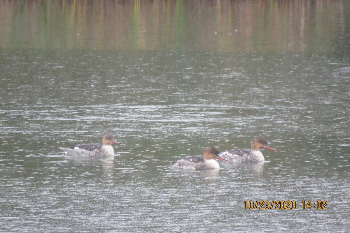 Red-breasted Merganser - ML273941141