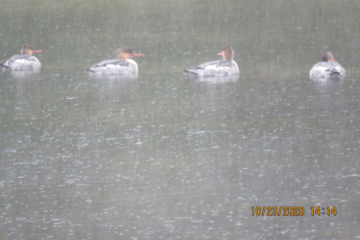 Red-breasted Merganser - ML273941281