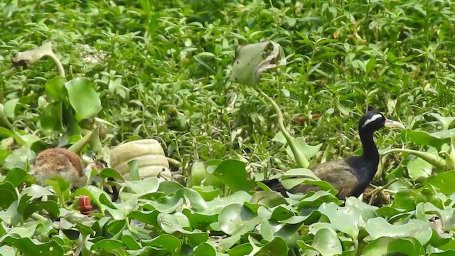 Bronze-winged Jacana - ML273942091