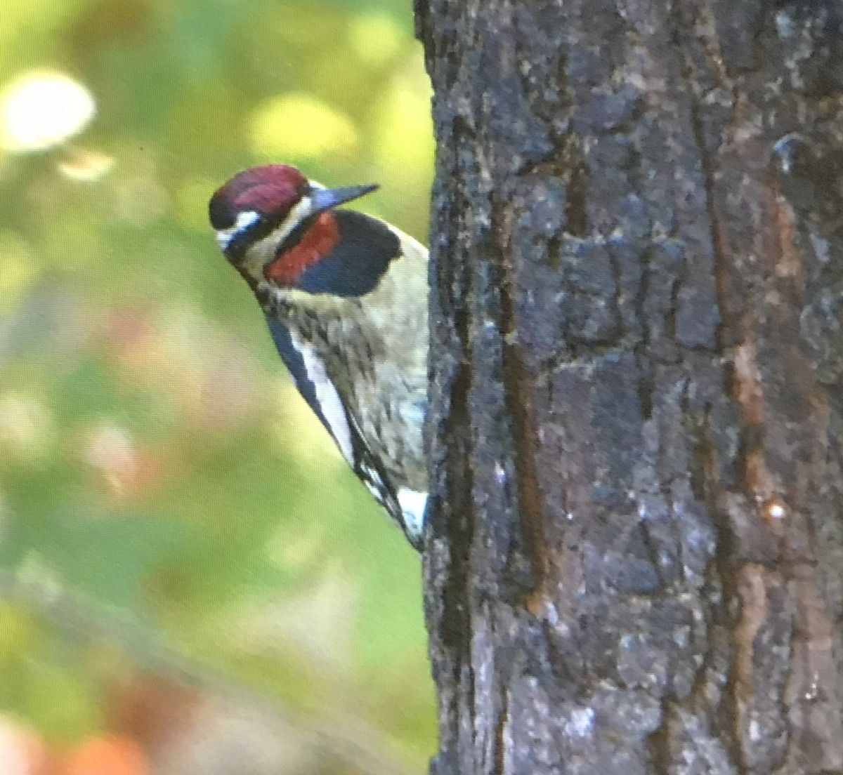 Yellow-bellied Sapsucker - ML273942111